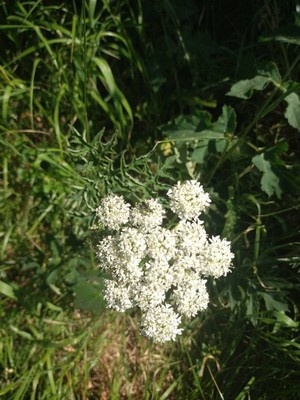 photo of Wild Carrot