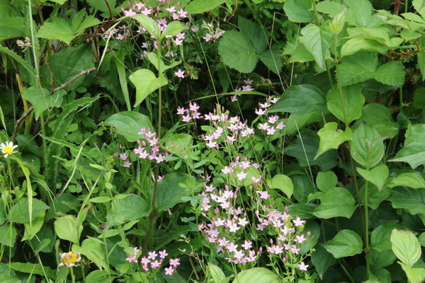 photo of Common Centaury