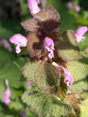 photo of Red Dead Nettle