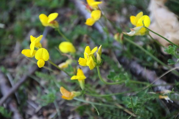 photo of Bird's Foot Trefoil