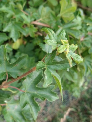 photo of Field Maple