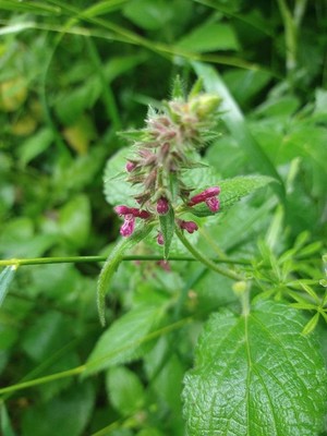 photo of Hedge Woundwort
