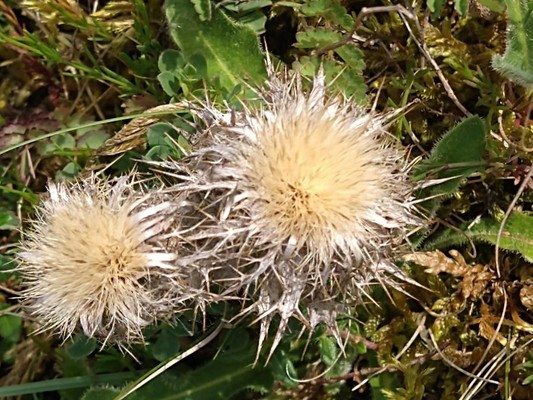 photo of Carline Thistle