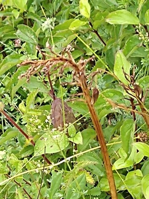 photo of Common Broomrape