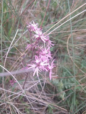 photo of Ragged Robin