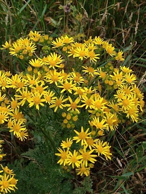 photo of Ragwort