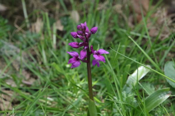 photo of Early Purple Orchid