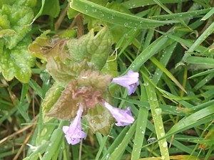 photo of Ground Ivy