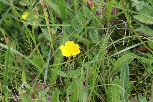 photo of Common Rockrose