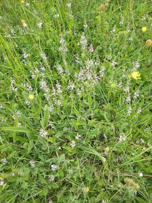 photo of Heath Speedwell