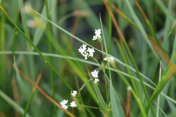 photo of Fen Bedstraw
