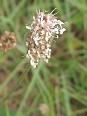 photo of Ribwort Plantain
