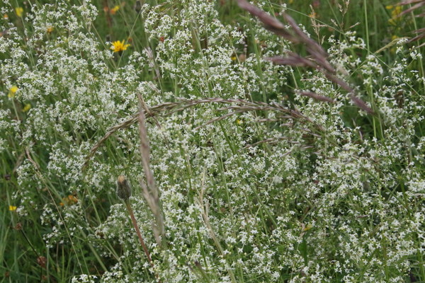 photo of Hedge Bedstraw