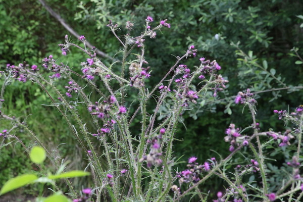photo of Marsh Thistle