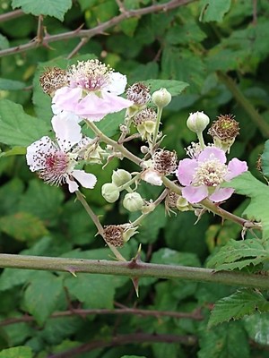 photo of Elm Leaved Bramble