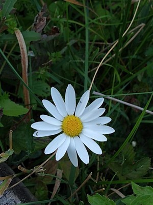 photo of Oxeye Daisy