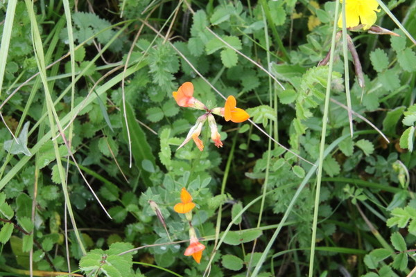 photo of Bird's Foot Trefoil