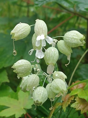photo of Bladder Campion