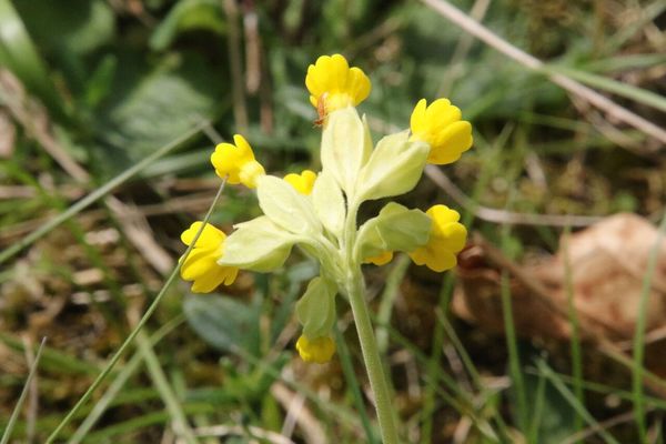 photo of Cowslip