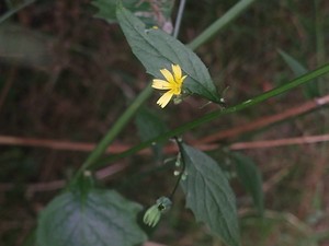 photo of Nipplewort