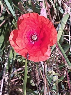 photo of Common Poppy