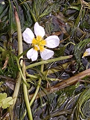 photo of River Water Crowfoot