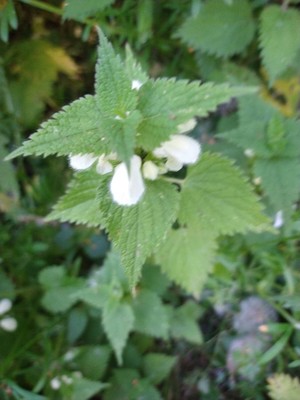 photo of White Dead Nettle