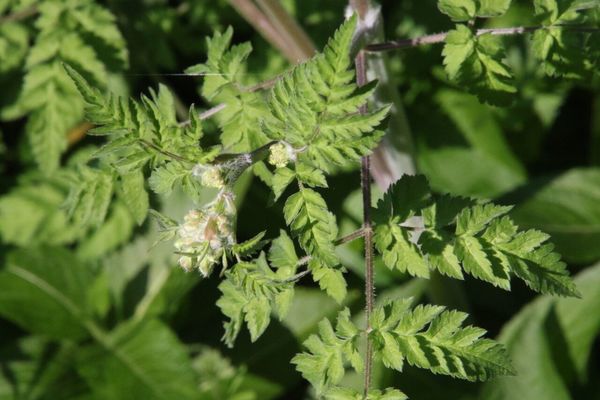 photo of Cow Parsley
