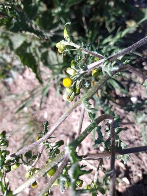 photo of Groundsel