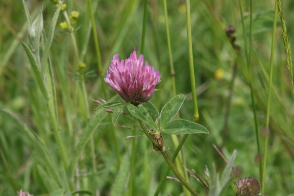 photo of Red Clover