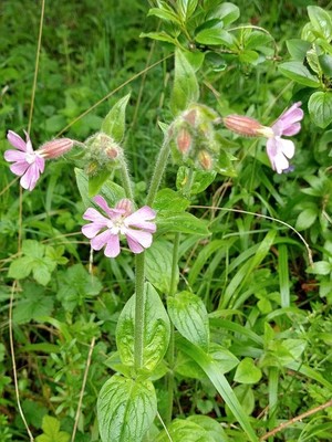 photo of Red Campion
