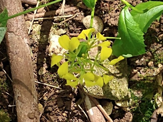 photo of White Mustard