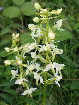 photo of Greater Butterfly Orchid