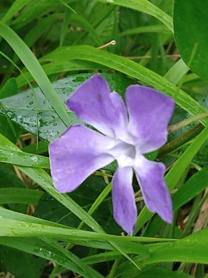photo of Greater Periwinkle