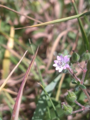 photo of Small Flowered Crane's Bill