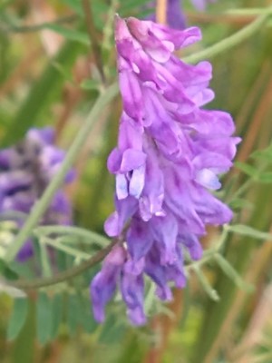 photo of Fodder Vetch