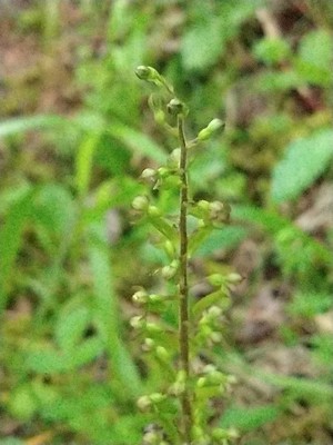 photo of Common Twayblade