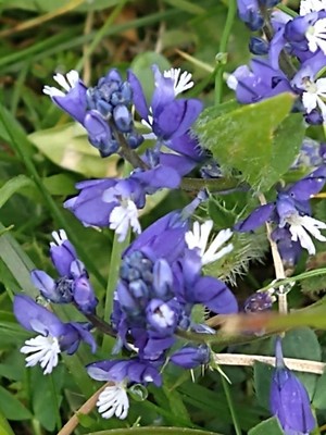 photo of Chalk Milkwort