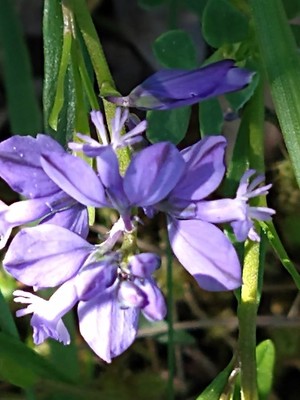 photo of Common Milkwort