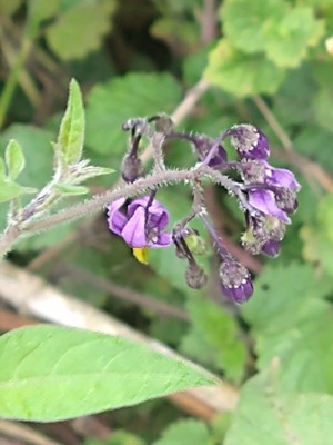 photo of Bittersweet