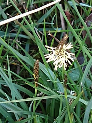 photo of Glaucous Sedge