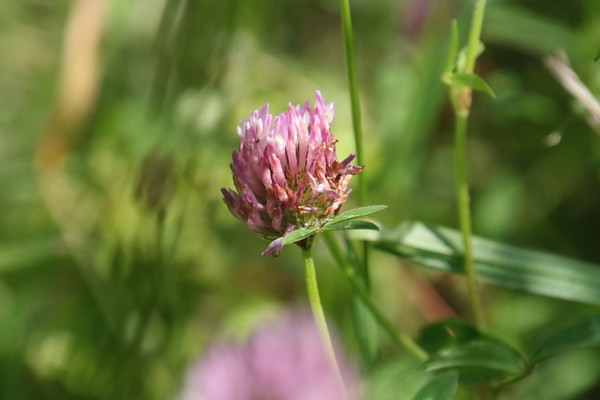 photo of Red Clover