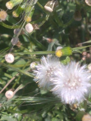 photo of Groundsel