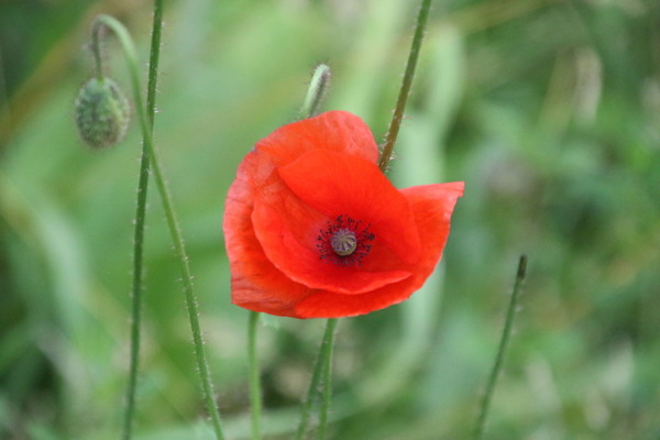 photo of Common Poppy