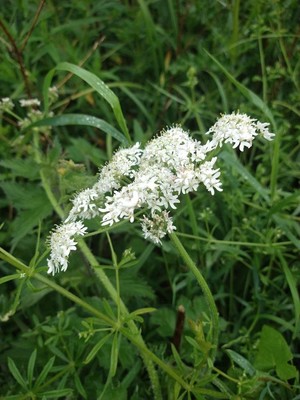 photo of Hogweed