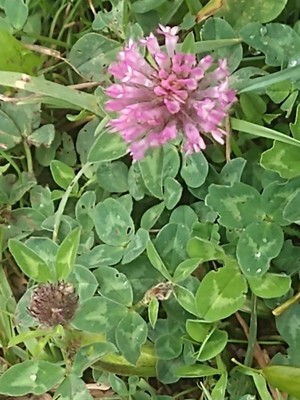 photo of Red Clover