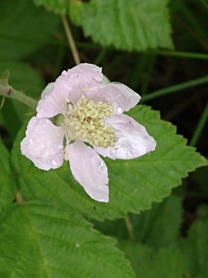 photo of Dewberry