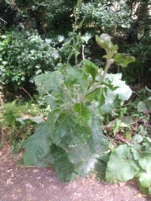 photo of Lesser Burdock