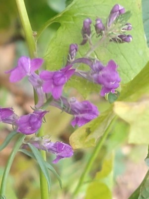 photo of Purple Toadflax