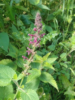 photo of Hedge Woundwort